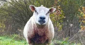 sheep