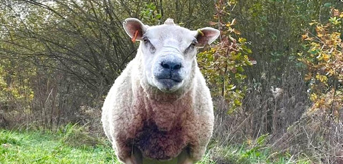 sheep