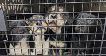 puppies