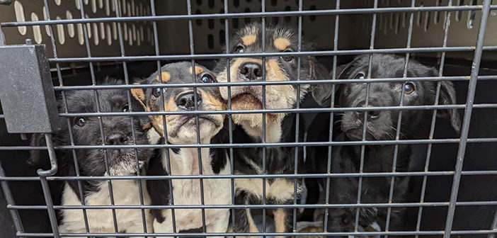 puppies