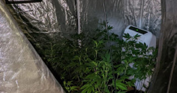 cannabis farm