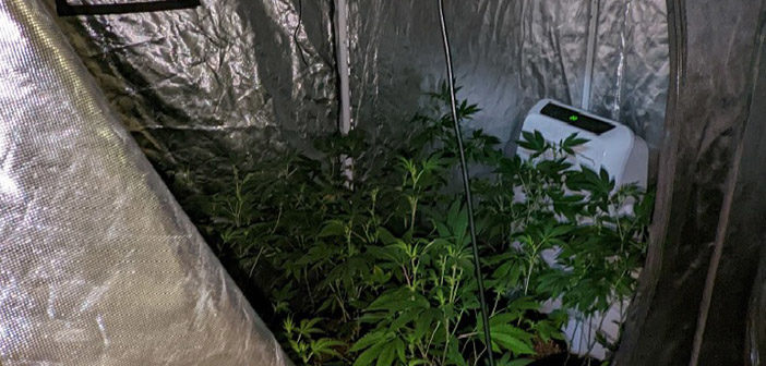 cannabis farm
