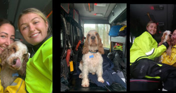 dog rescue