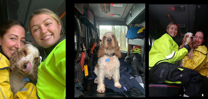 dog rescue