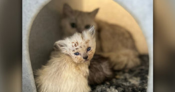Warrington Animal Welfare