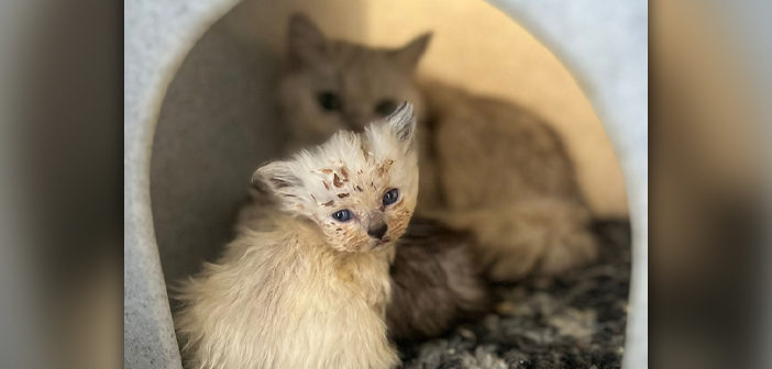 Warrington Animal Welfare