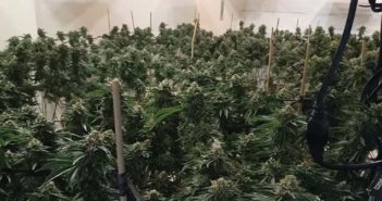 cannabis