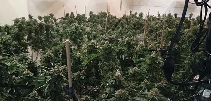cannabis