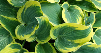 gardening society