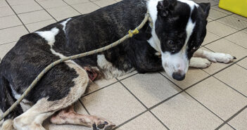 neglected and dying dog