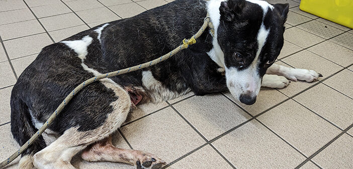 neglected and dying dog