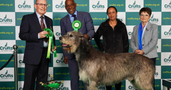 irish wolfhound