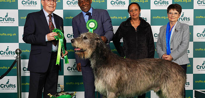 irish wolfhound