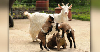baby goats