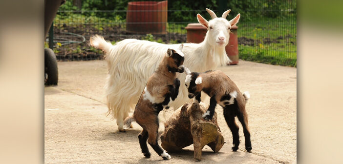baby goats