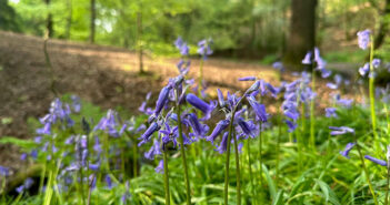 bluebell