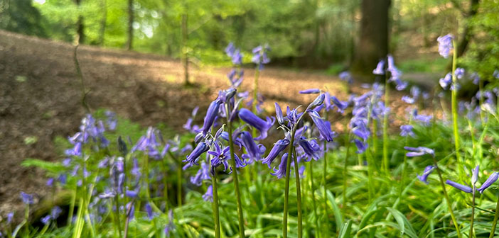 bluebell