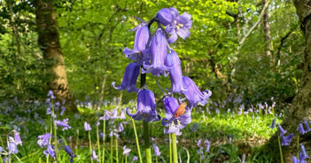 bluebell