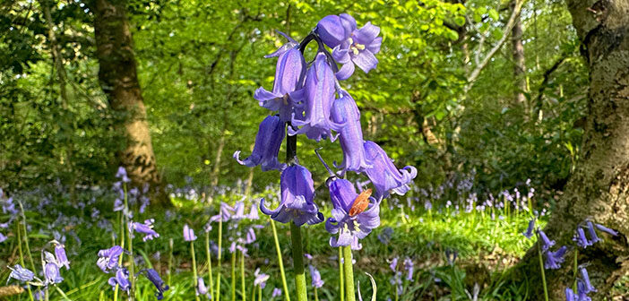 bluebell