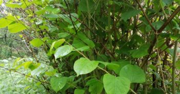 Japanese knotweed - dangerous plants that could devalue your home