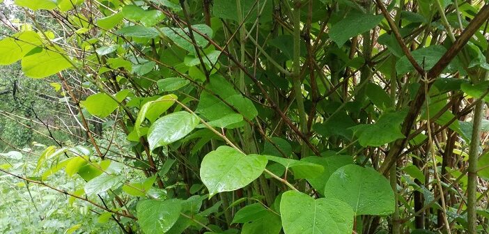 Japanese knotweed - dangerous plants that could devalue your home