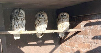 wild owls