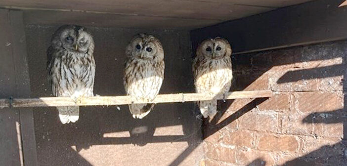 wild owls