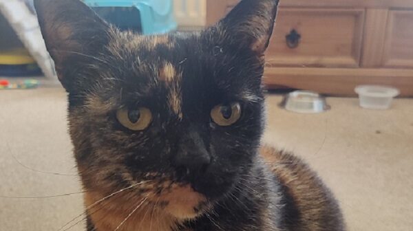 Marbles