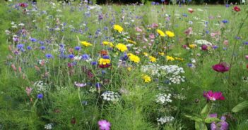 wildflower meadow is blooming