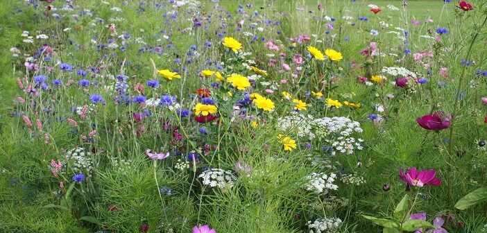 wildflower meadow is blooming