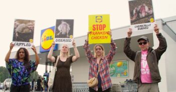 animal rights