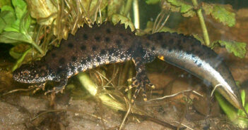 newts