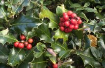 holly
