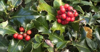 holly