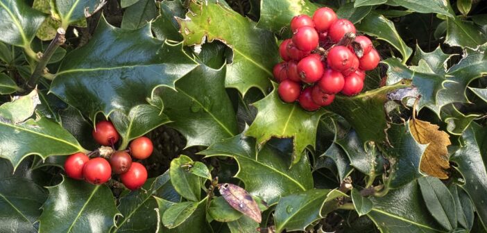 Gardening Society set to celebrate Christmas