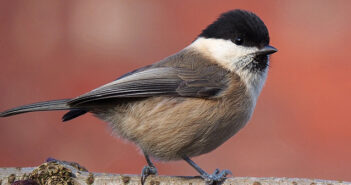 willow tit
