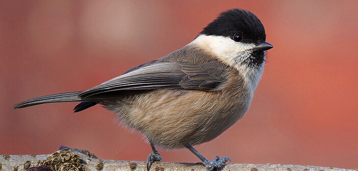 willow tit