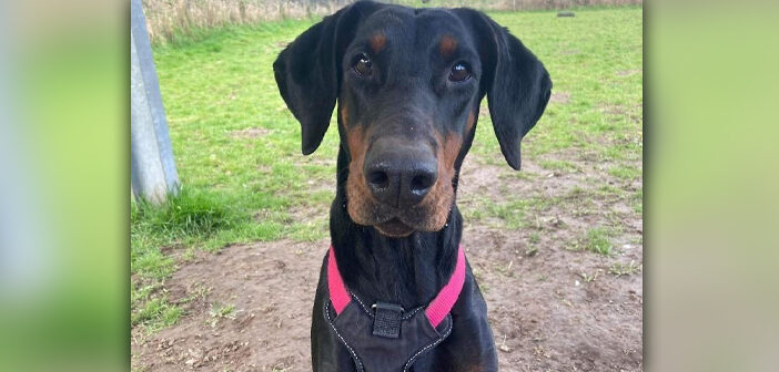 RSPCA