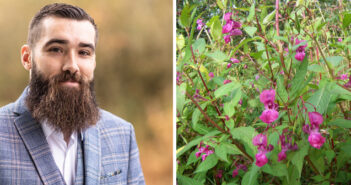 invasive plants