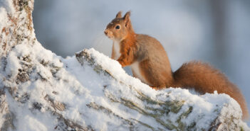 wildlife