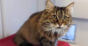 RSPCA