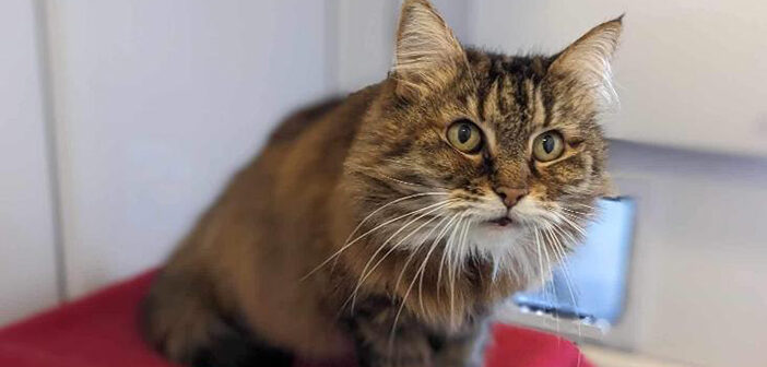 RSPCA