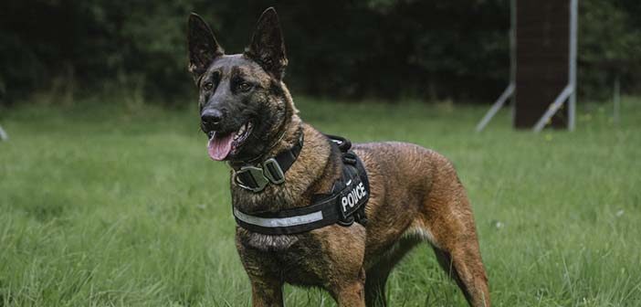 Police Dog