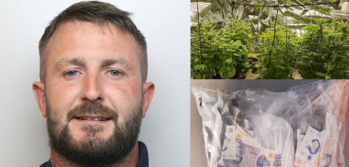 cannabis farm