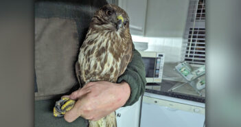 Buzzard