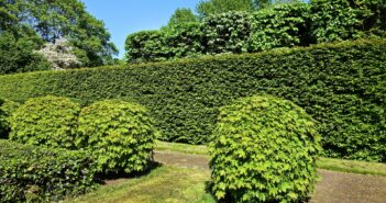 hedge planting
