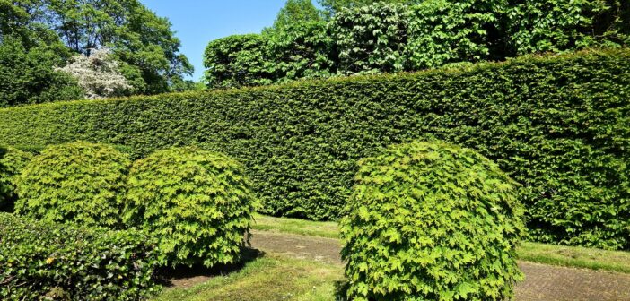 hedge planting
