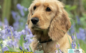 Lymm Life Magazine