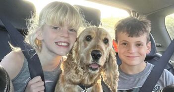 missing spaniel