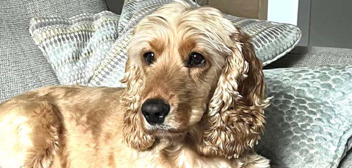missing spaniel
